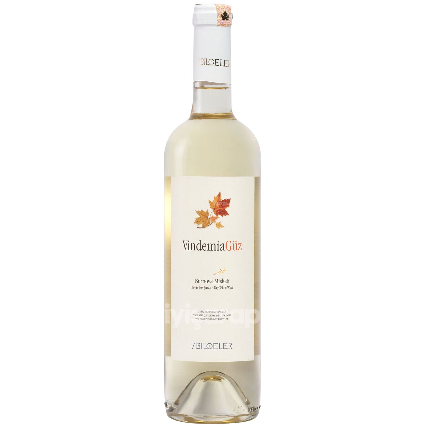Yedi Bilgeler Vindemia Güz